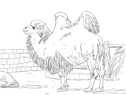 Domesticated Bactrian Camel Coloring Page